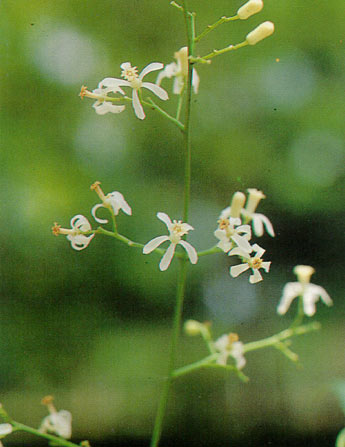 สะเดา Azadirachta indica var. siamensis valeton<br/>MELIACEAE